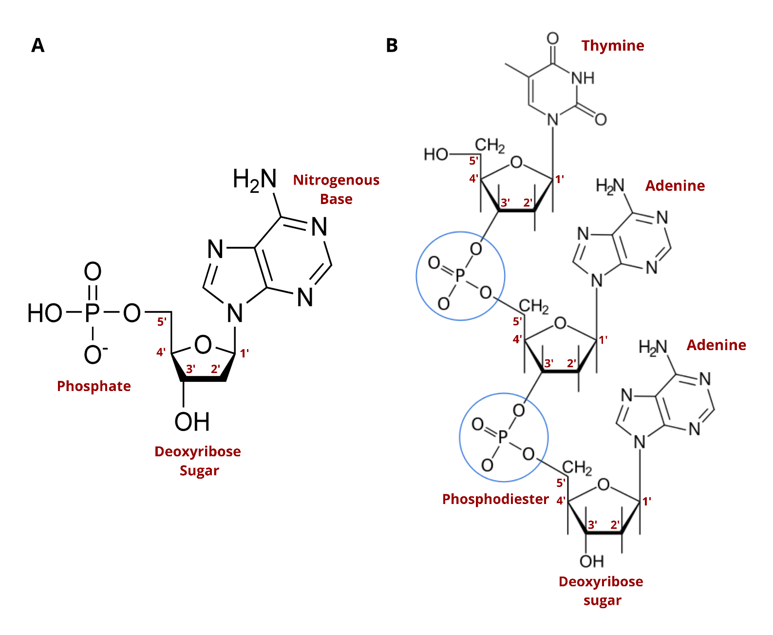Phosphoramidite Chemistry for DNA Synthesis Twist Bioscience
